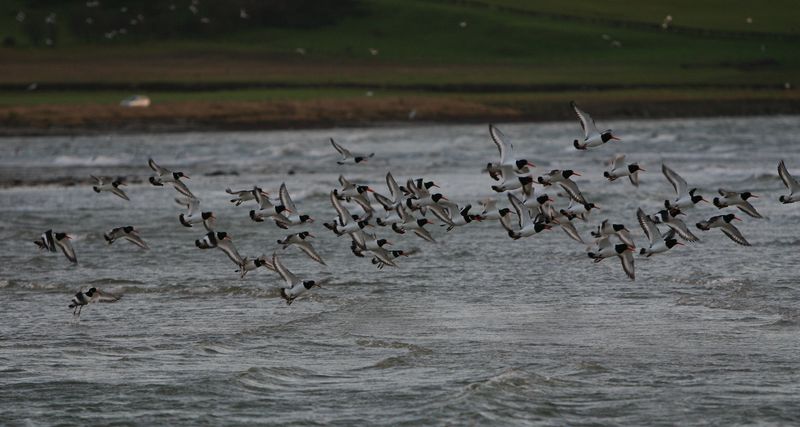 300D 0089 Flock of terns